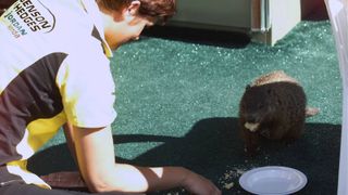 Murmeltiere Sie leben auf der Insel, versammeln sich gerne am Streckenrand oder mitten auf der Strecke und sie sollten beim besten Willen nicht überfahren werden. Dennoch weichen sie nur ungerne zur Seite: Die einheimischen Murmeltiere., Foto: Sutton